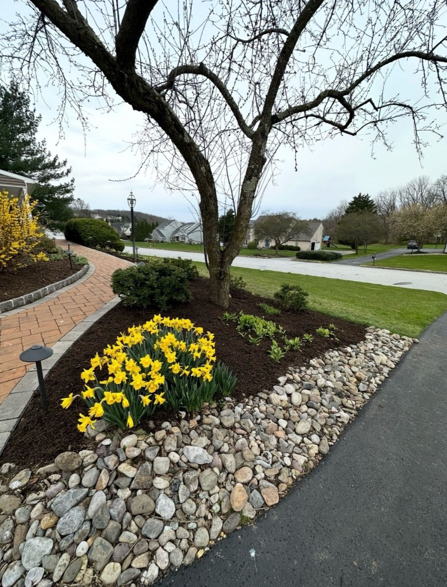 Spring Landscaping with Daffodils