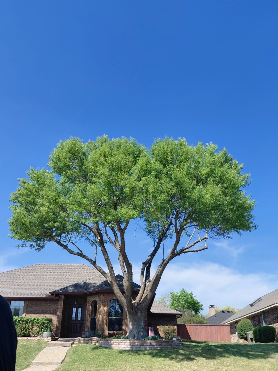 Navarro Tree Service crew in Richardson TX - tree trimming and branch removal services