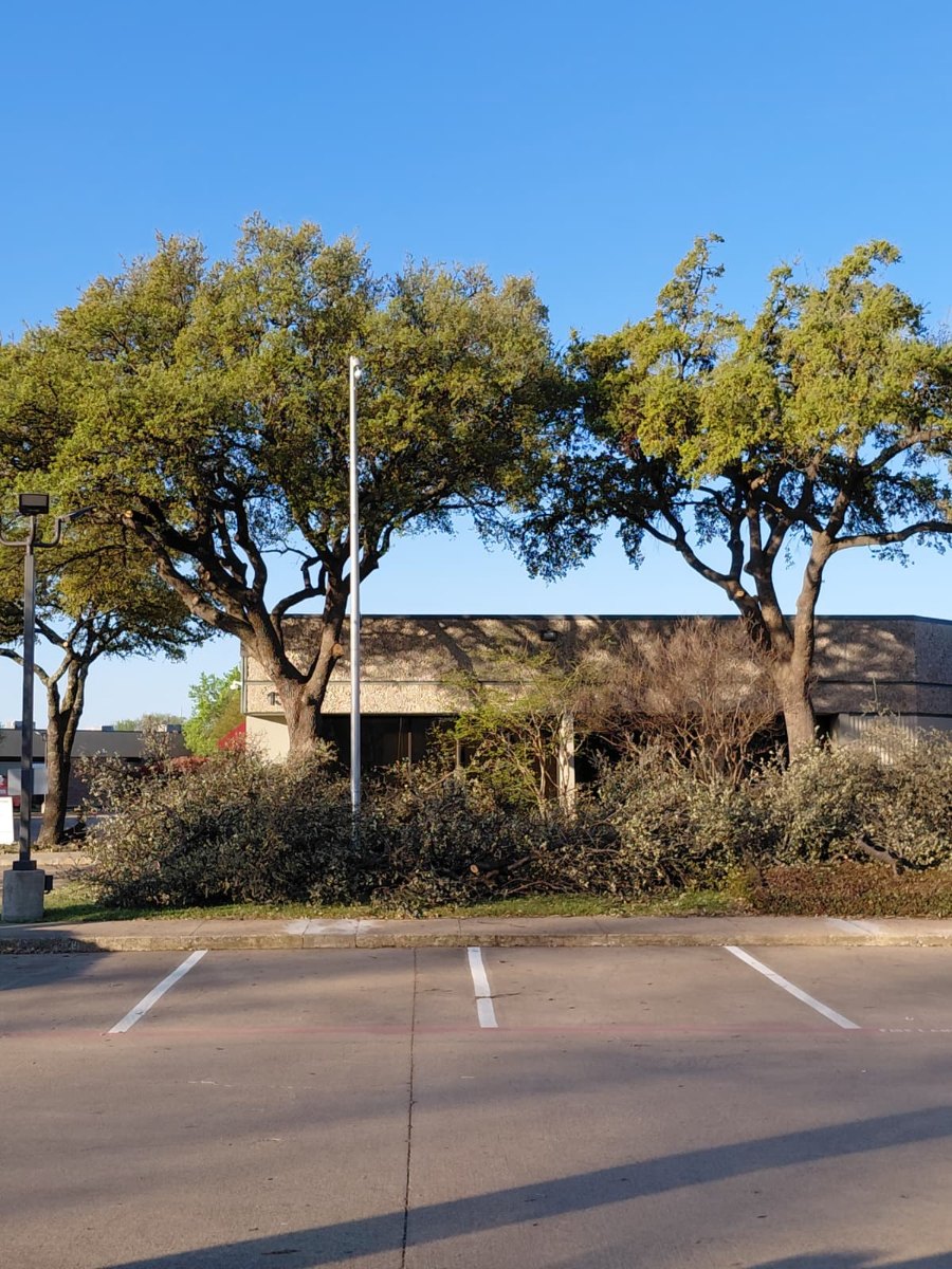 Navarro Tree Service in Flower Mound TX - residential tree trimming and pruning