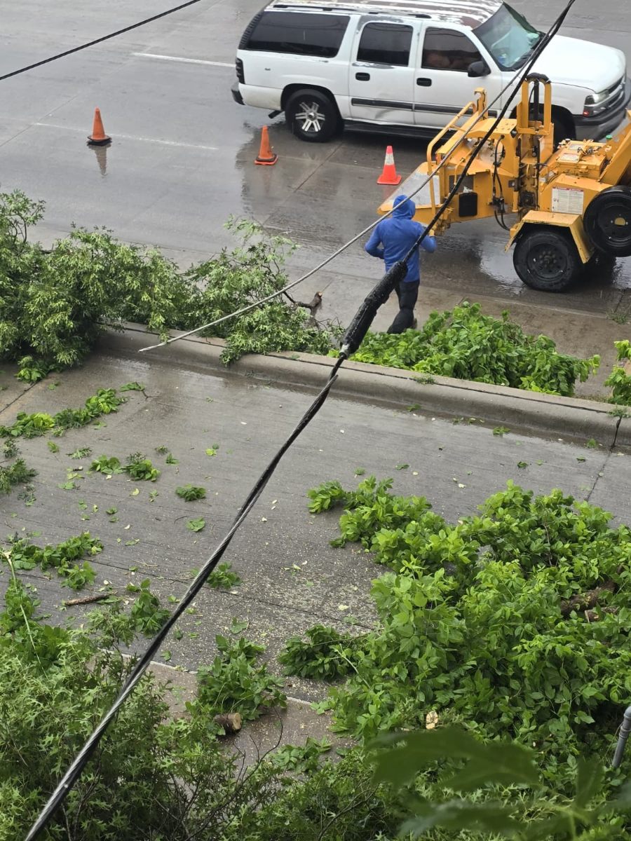 Navarro Tree Service crew trimming trees in Plano TX