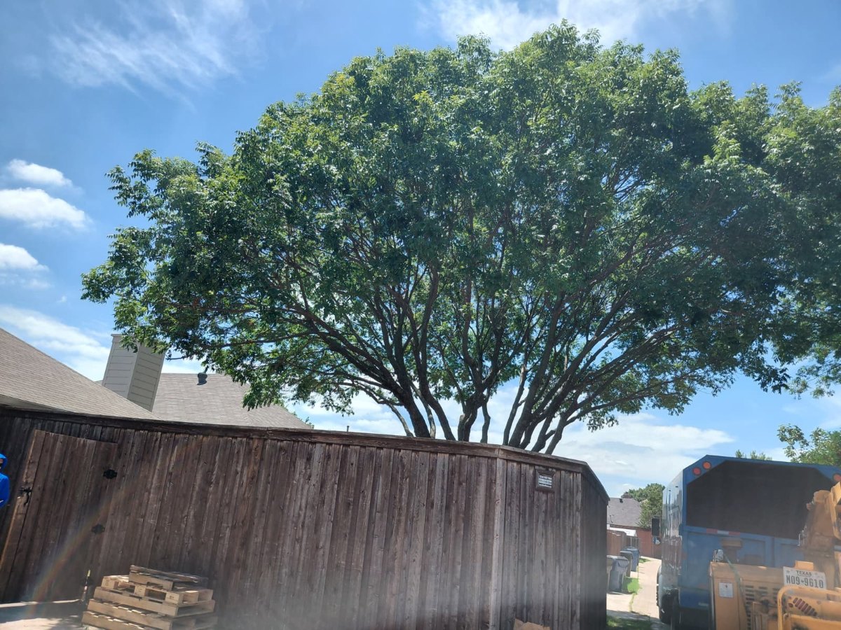 Navarro Tree Service crew at work in Dallas TX