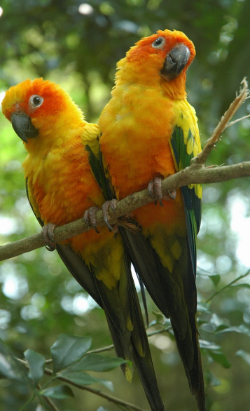 Aratinga Solstitialis