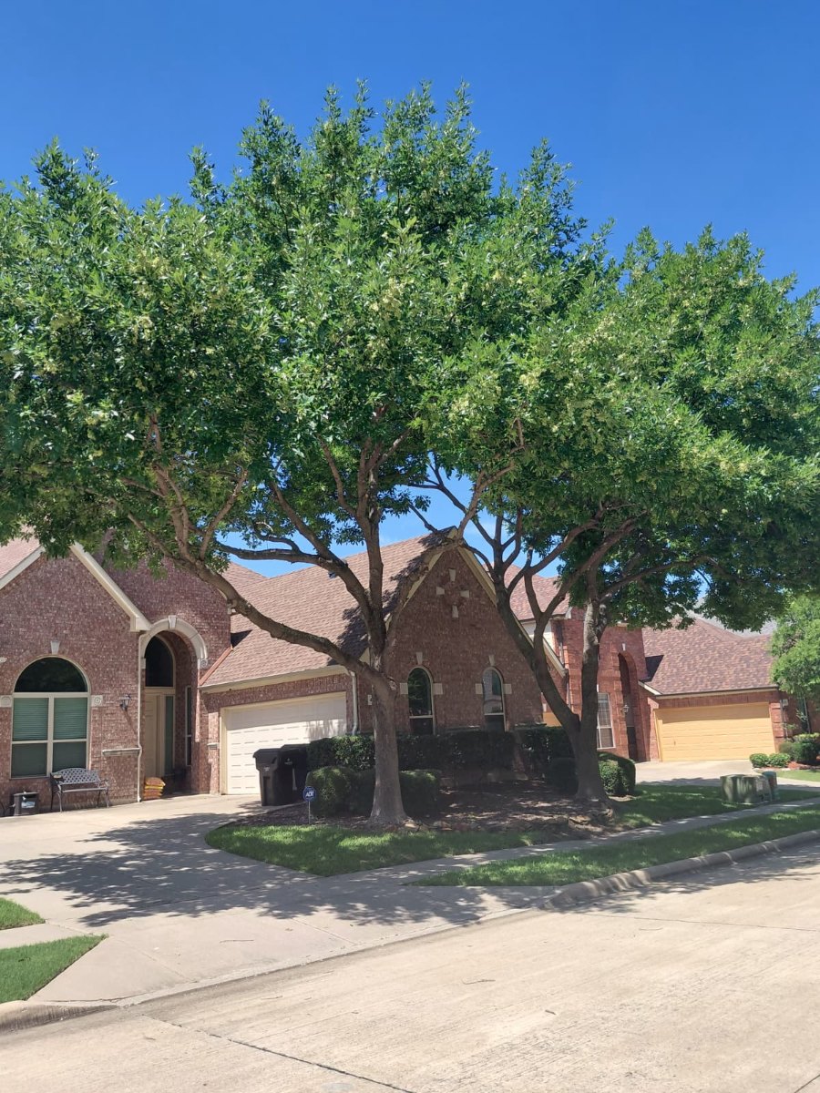 Shrub & Yard Care service in Dallas Fort Worth
