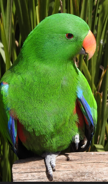 Loro Eclectus