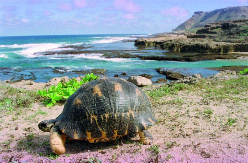 Cap St Marie to Tolanaro Airport