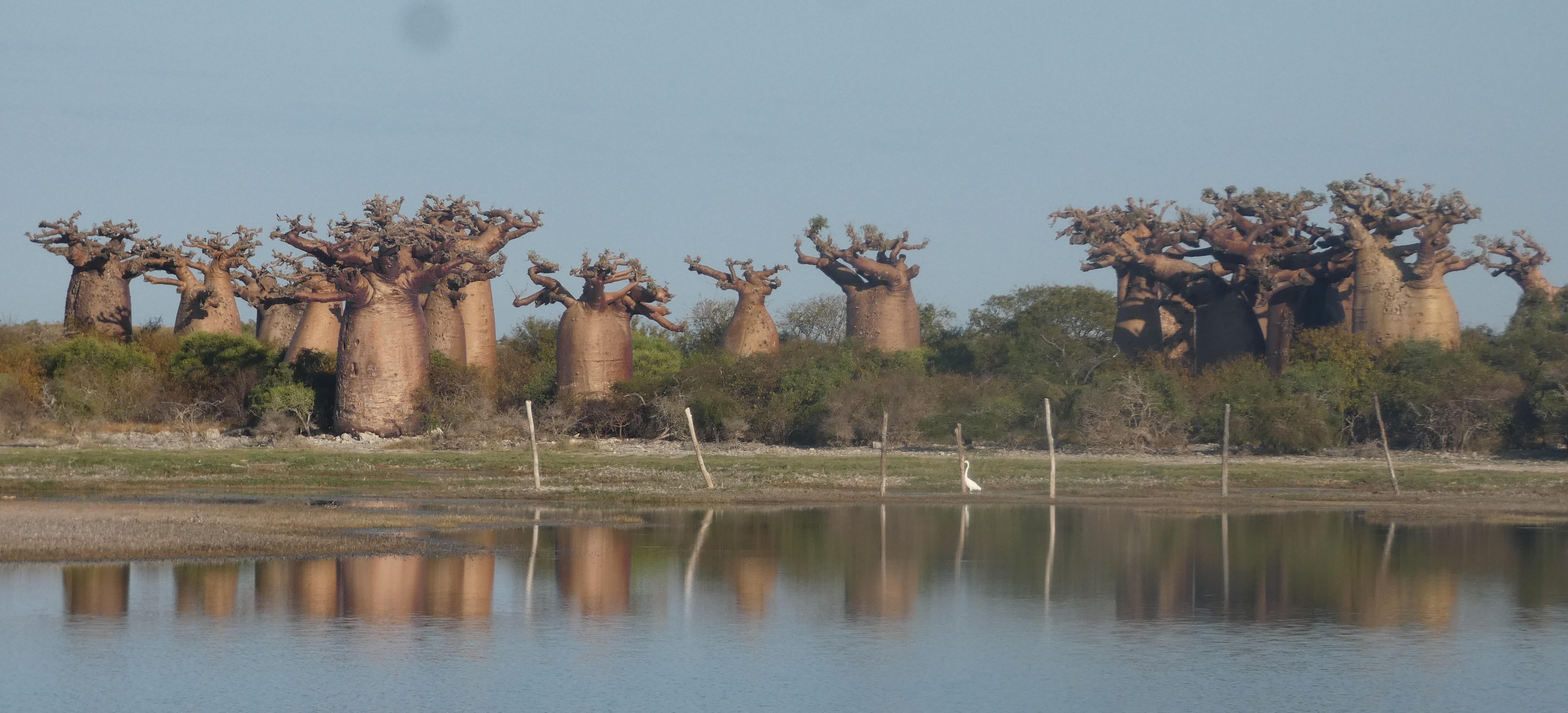 Manja – Andavadoaka