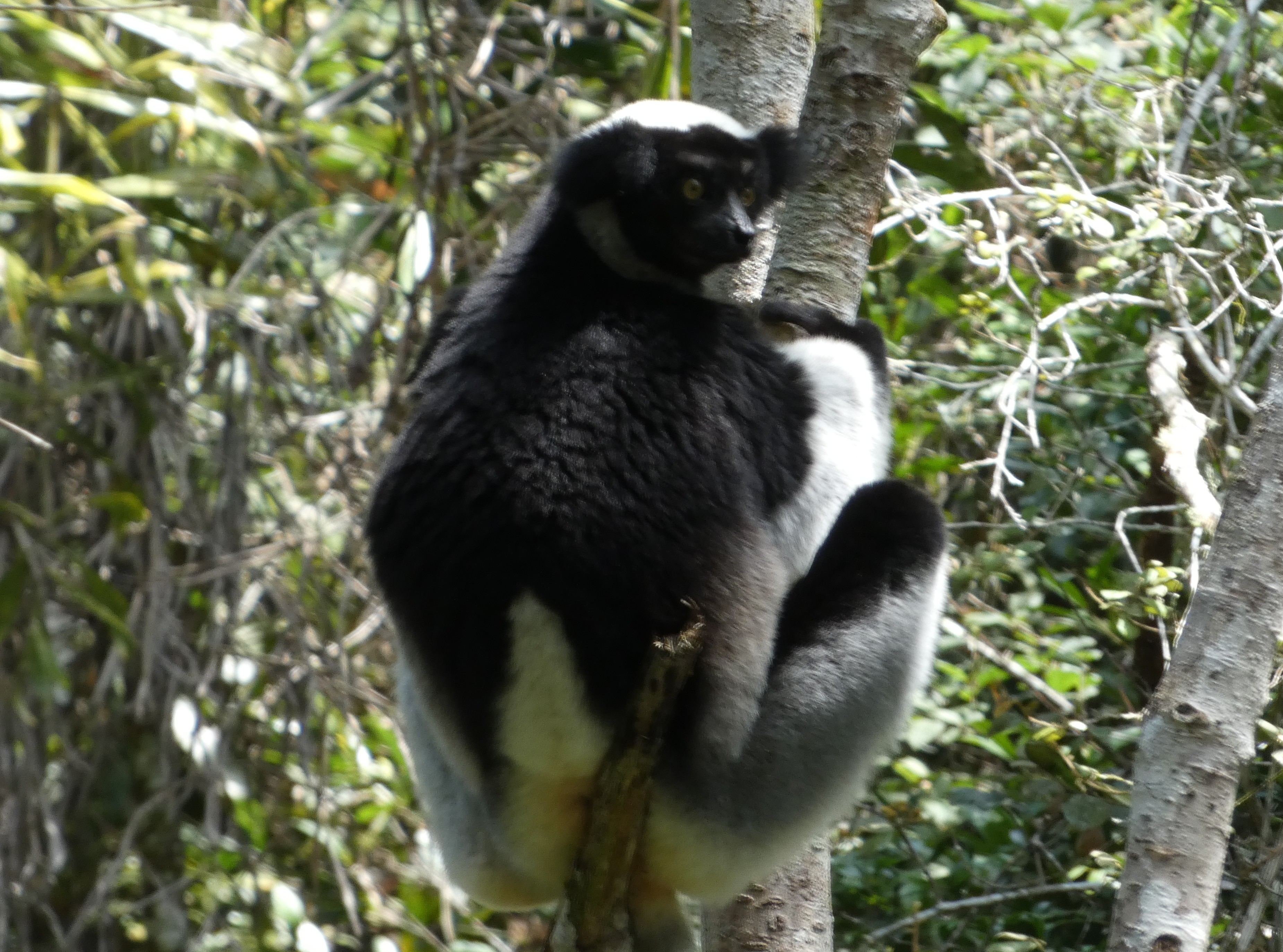 Andasibe National Park Adventure