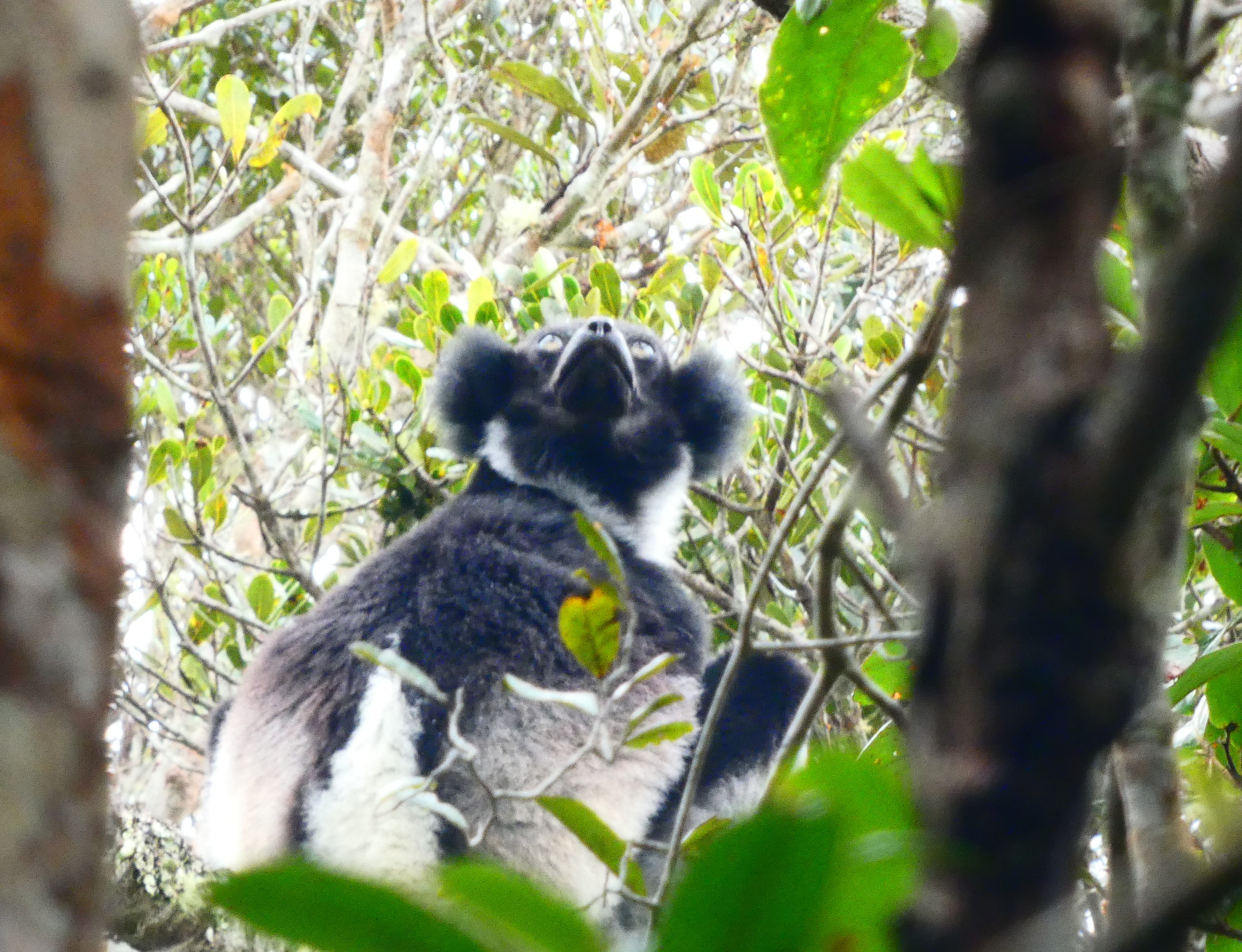 Andasibe National Park Adventure - Madagascar Tours featuring stunning landscapes and wildlife
