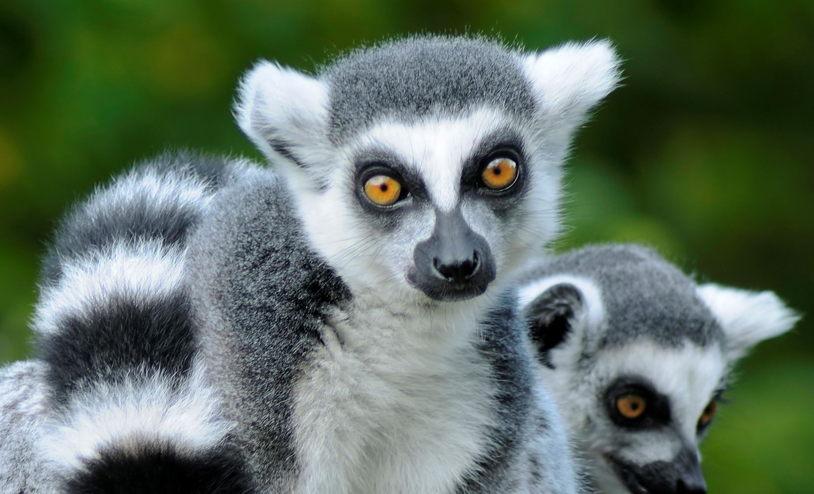 Isalo National Park - Madagascar Tours featuring stunning landscapes and wildlife