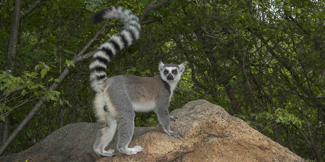 Isalo National Park Full Day