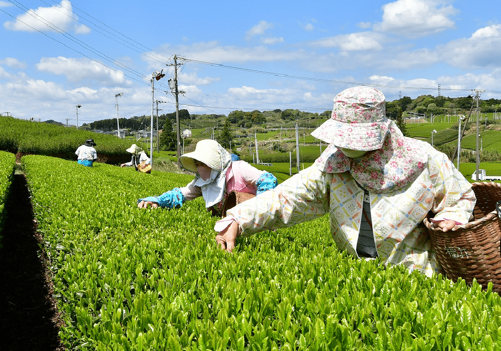 茶摘み