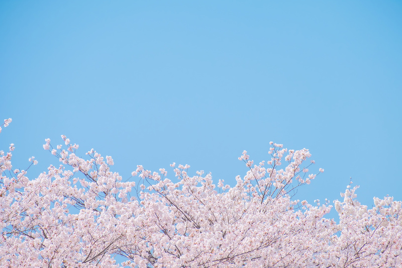 中学に向かう小学6年生の後ろ姿