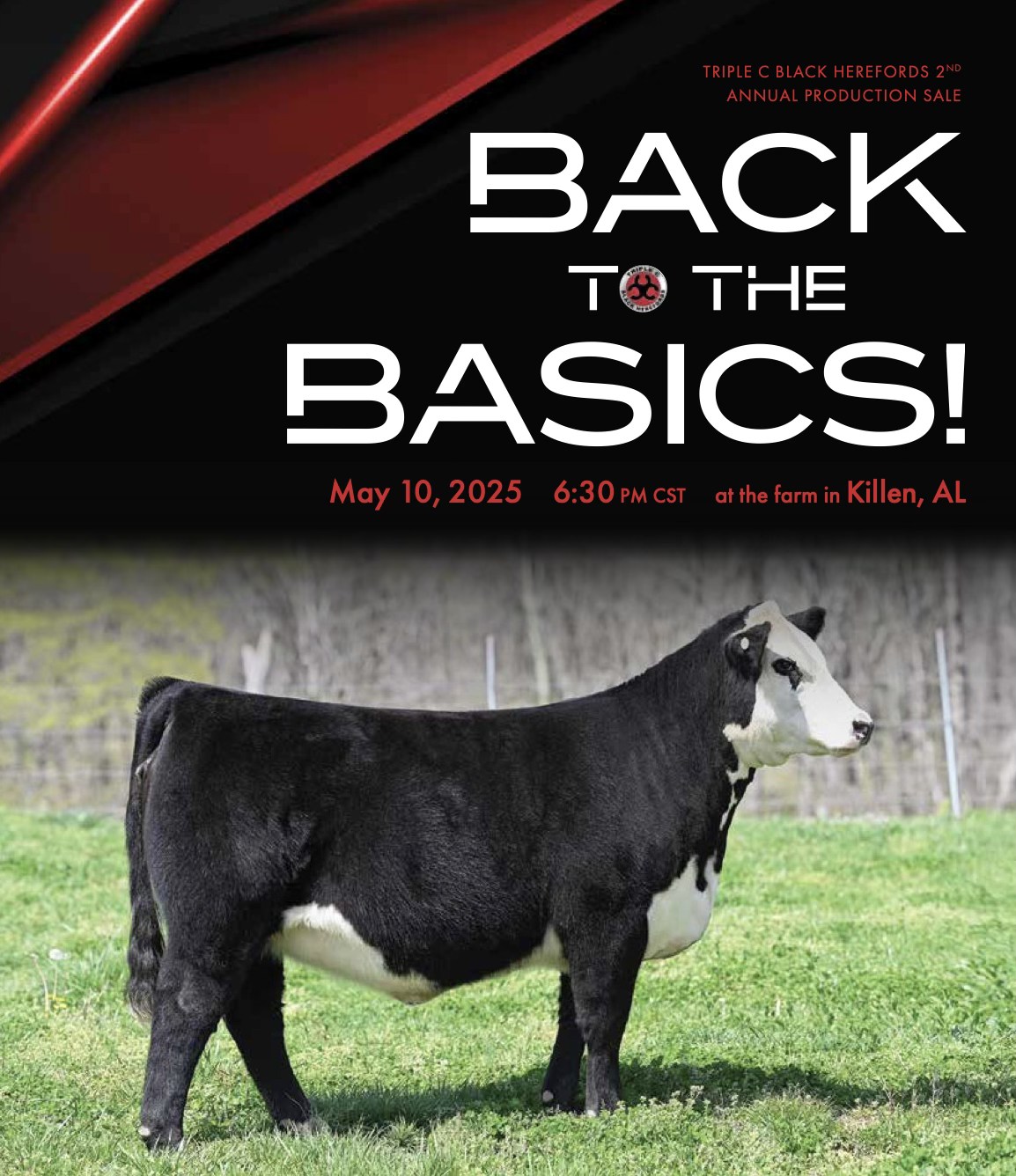 First-Calf Heifer & Newborn — Exceptional Maternal Lines