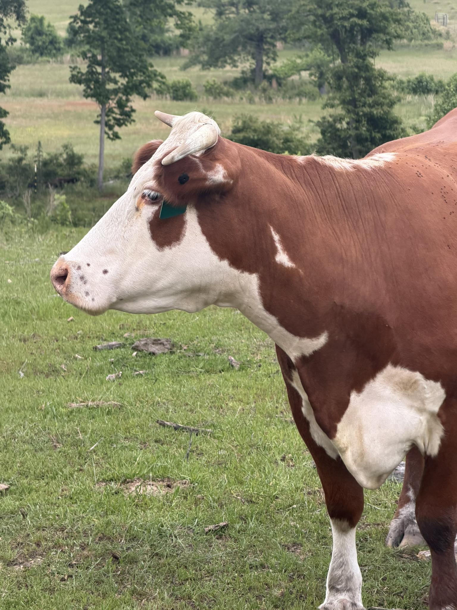 Golden Acres Lady Belle 32B