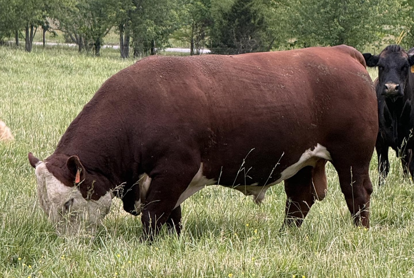 Loewen Defiance G16 L51 ET