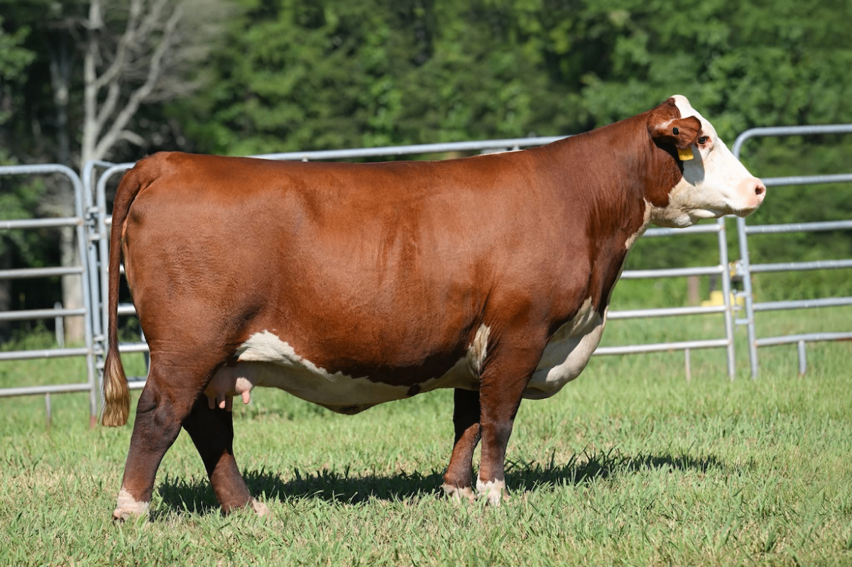 LOEWEN HADLEY G16 J12 ET