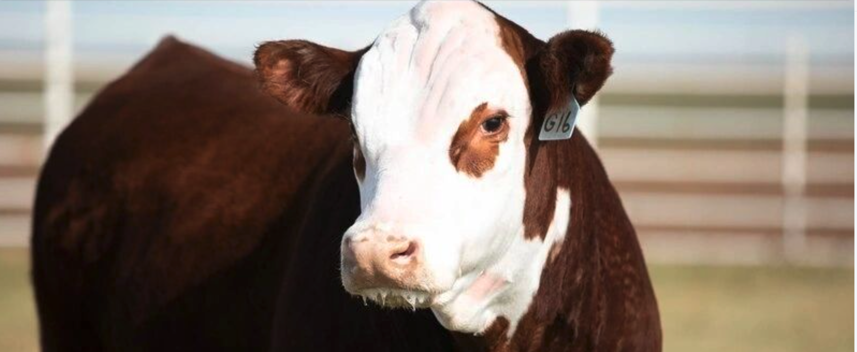 Ranch Family — Diamond W Ranch, Pendleton