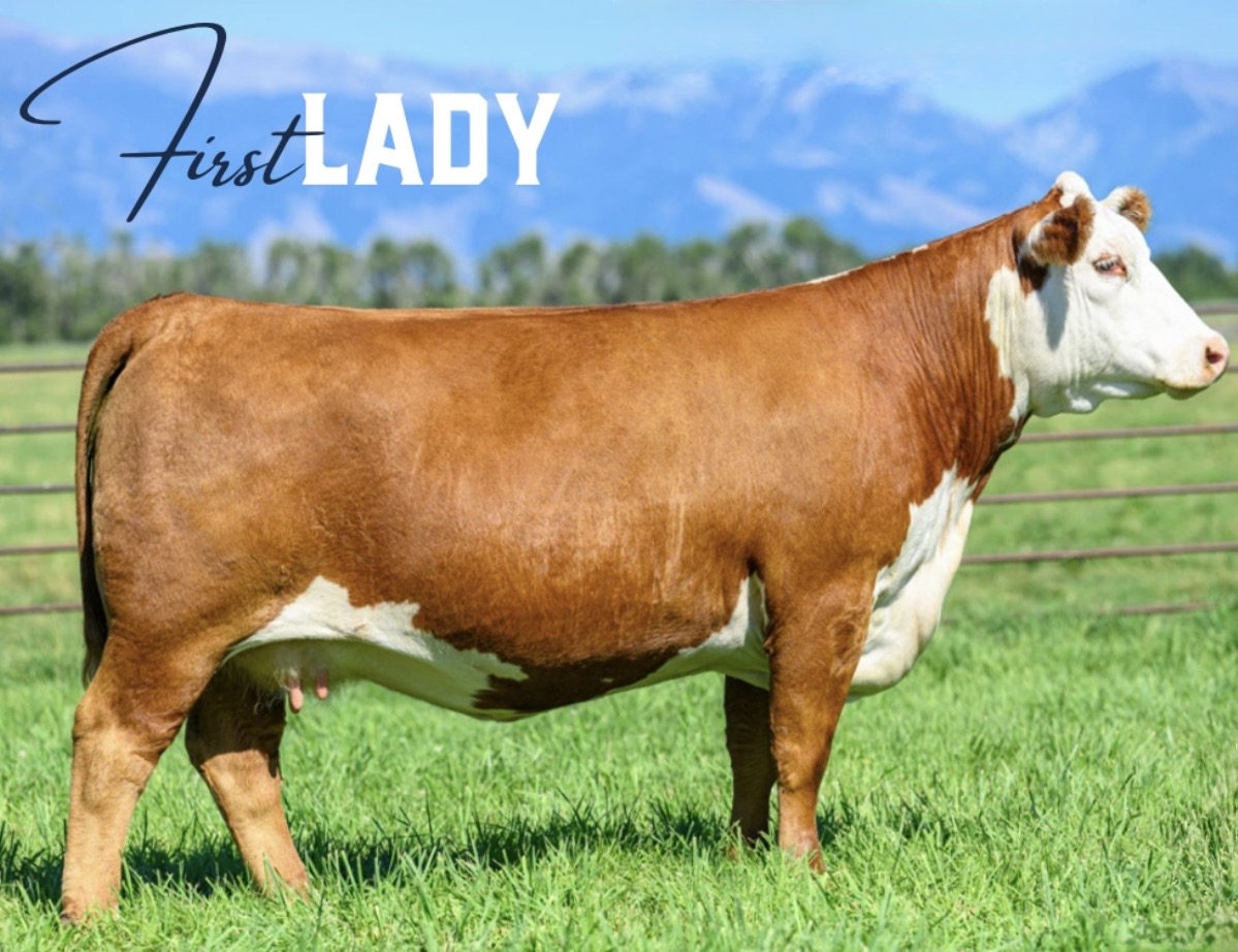 Registered Hereford Cattle at SCC Farm