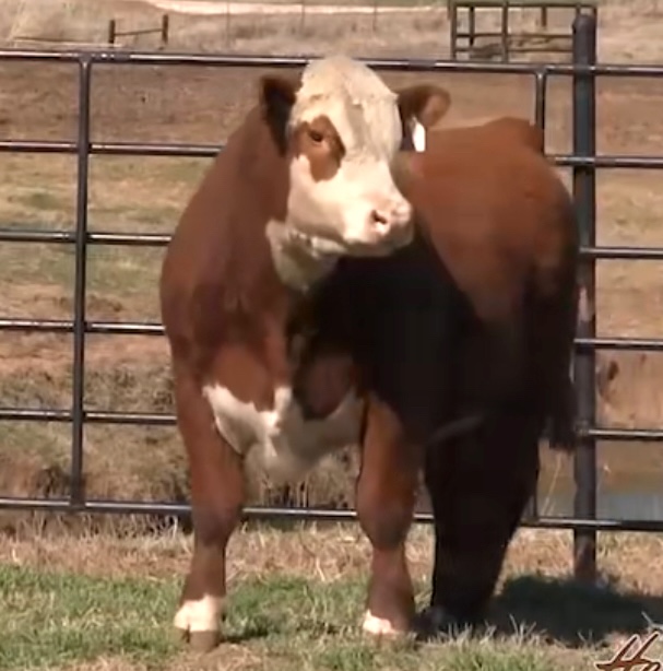 Loewen Grady J35 10L