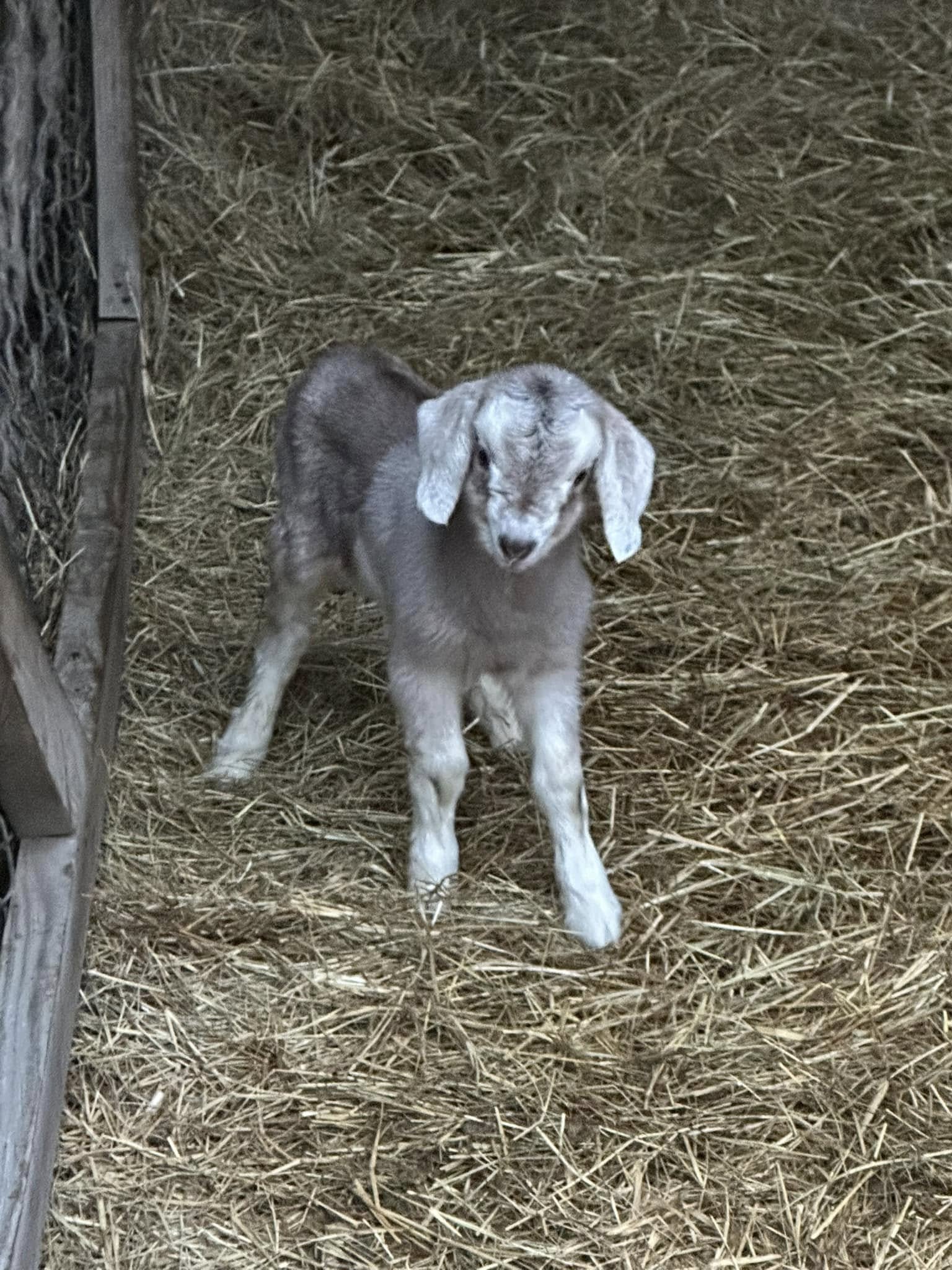 Golden Acres Nanny May