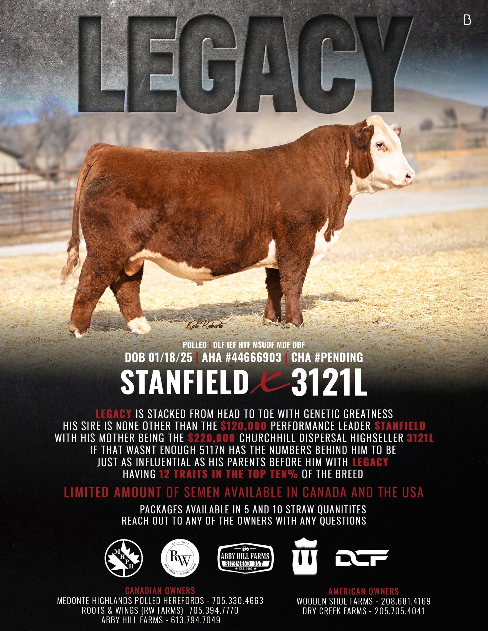 Reserve Champion Angus Bull — Top Seller of the Day