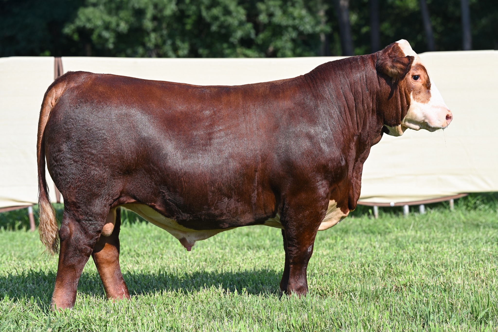 DCF 4M 2446 RED LABEL 88M ET