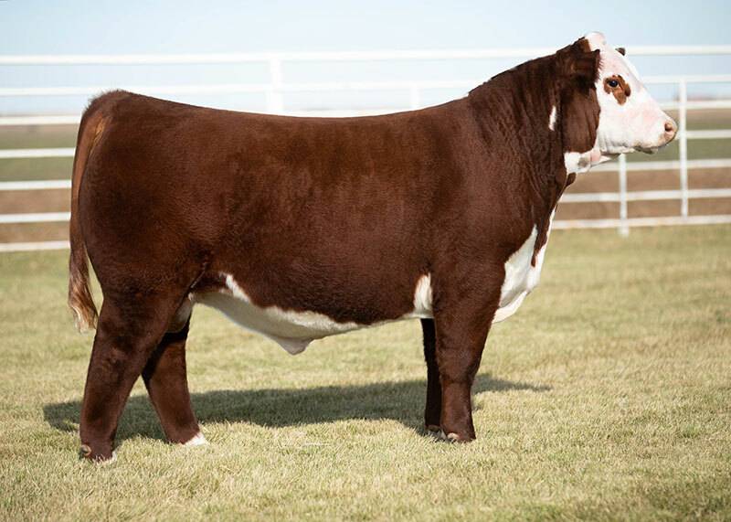 LOEWEN GENESIS G16 ET