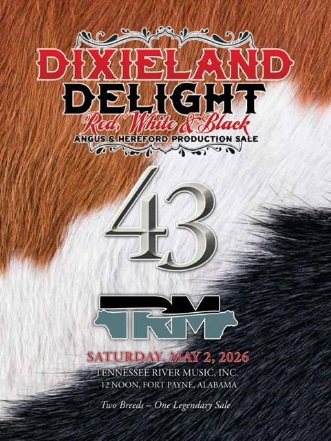 Sale Day Working Pens — Cattle Ready for the Ring