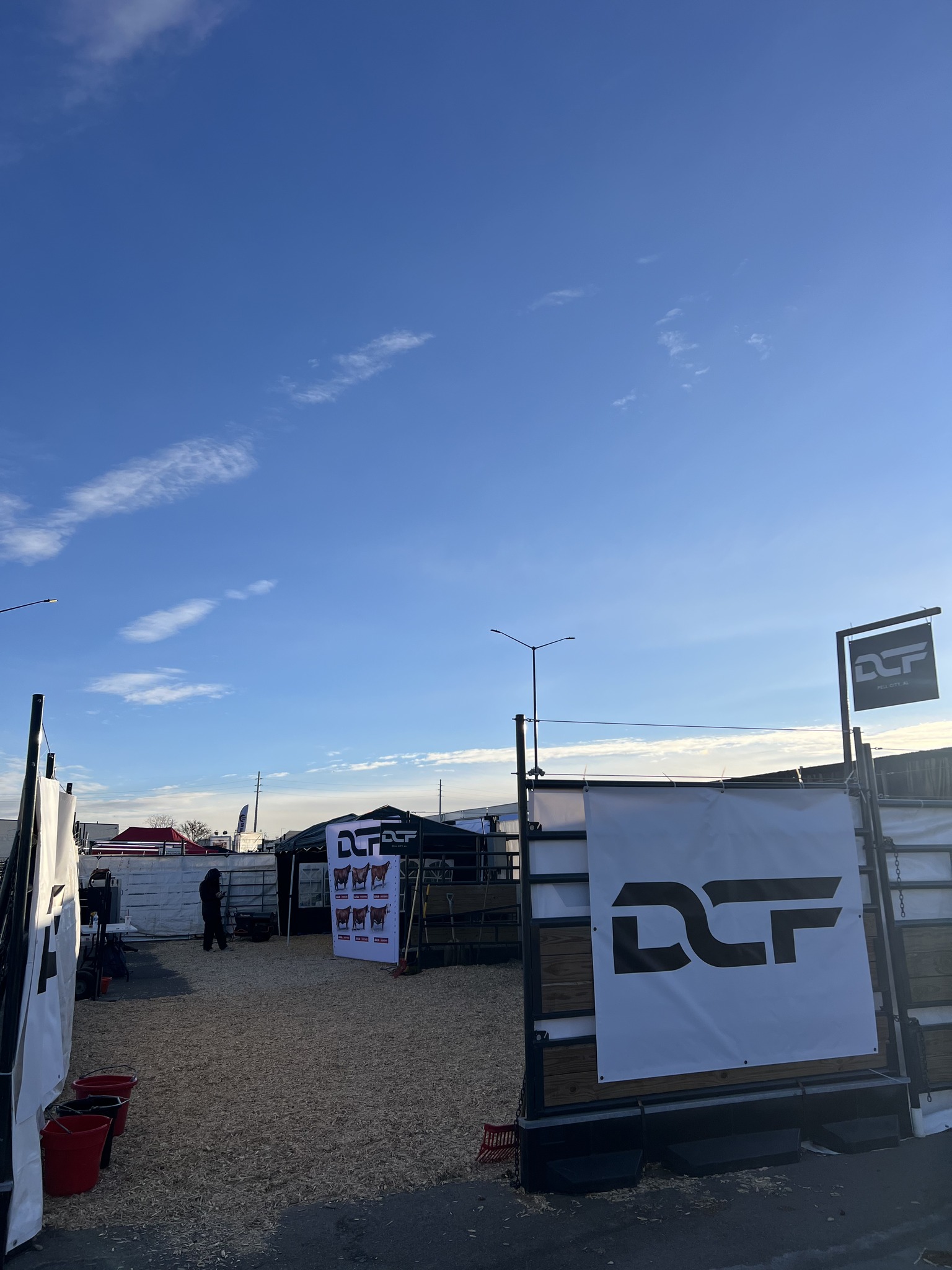 Champion Hereford cattle in show ring