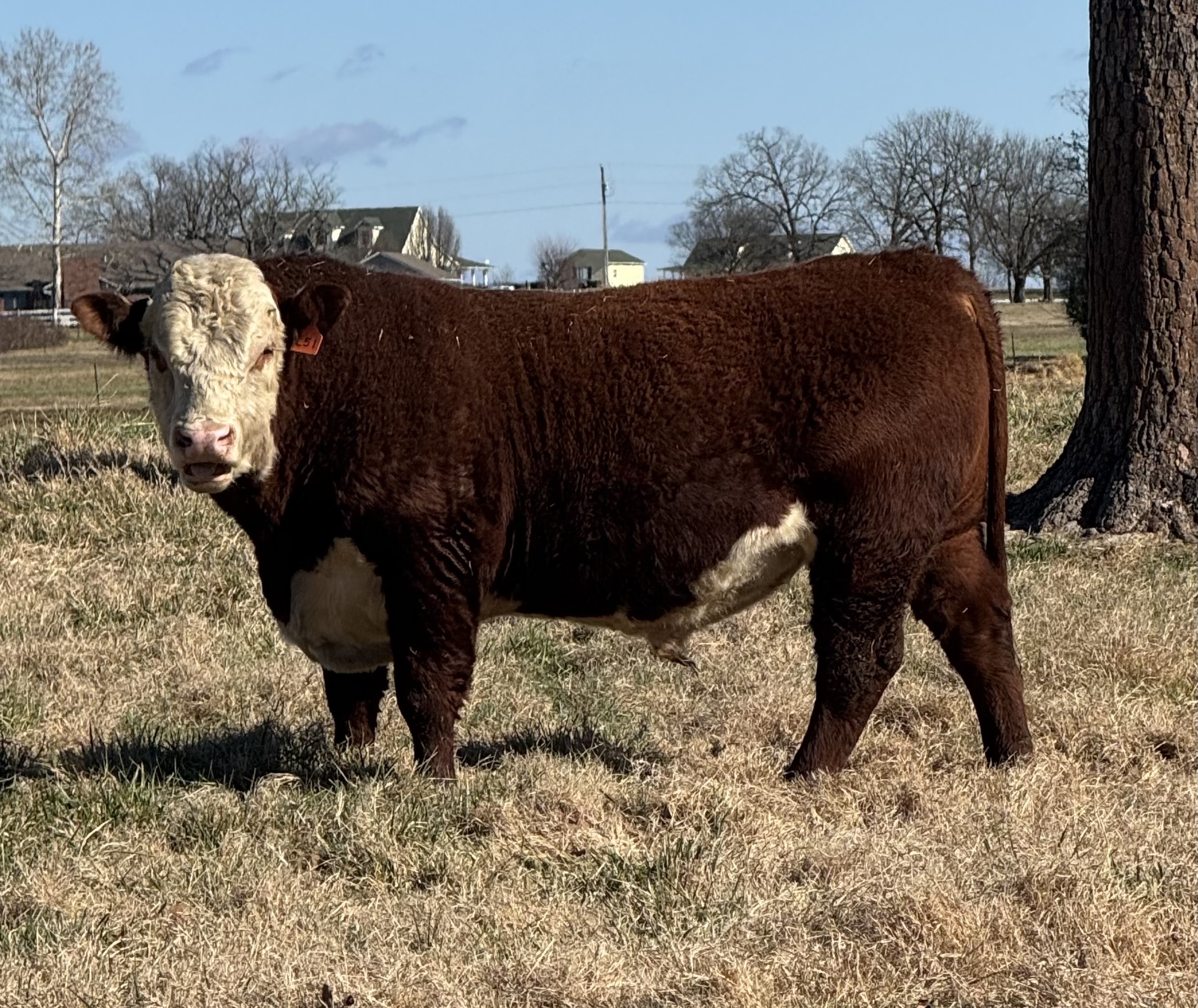 Loewen Defiance G16 L51 ET