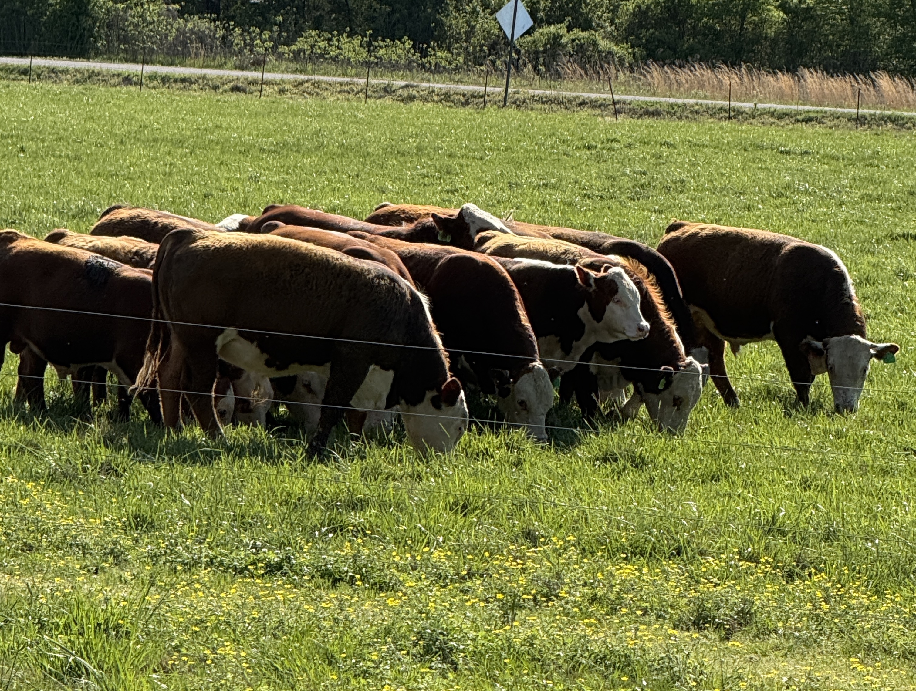 Sterling Cattle Co. Bulls For Sale