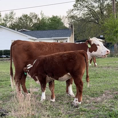 Golden Acres Dominator 47D