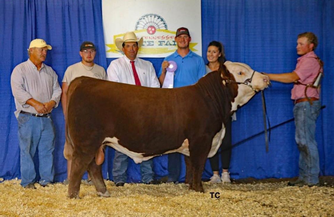 Locke and Carter St.John showing cattle as children