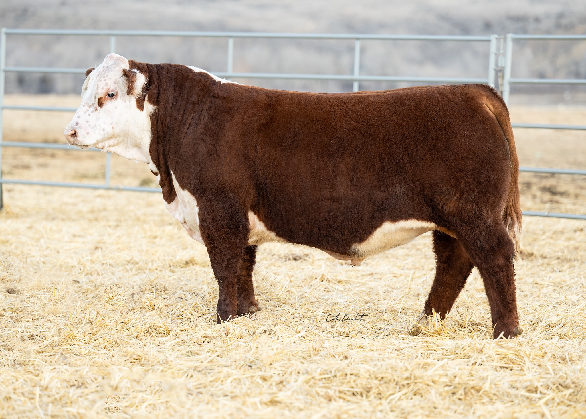 Churchill Equity 3316L ET