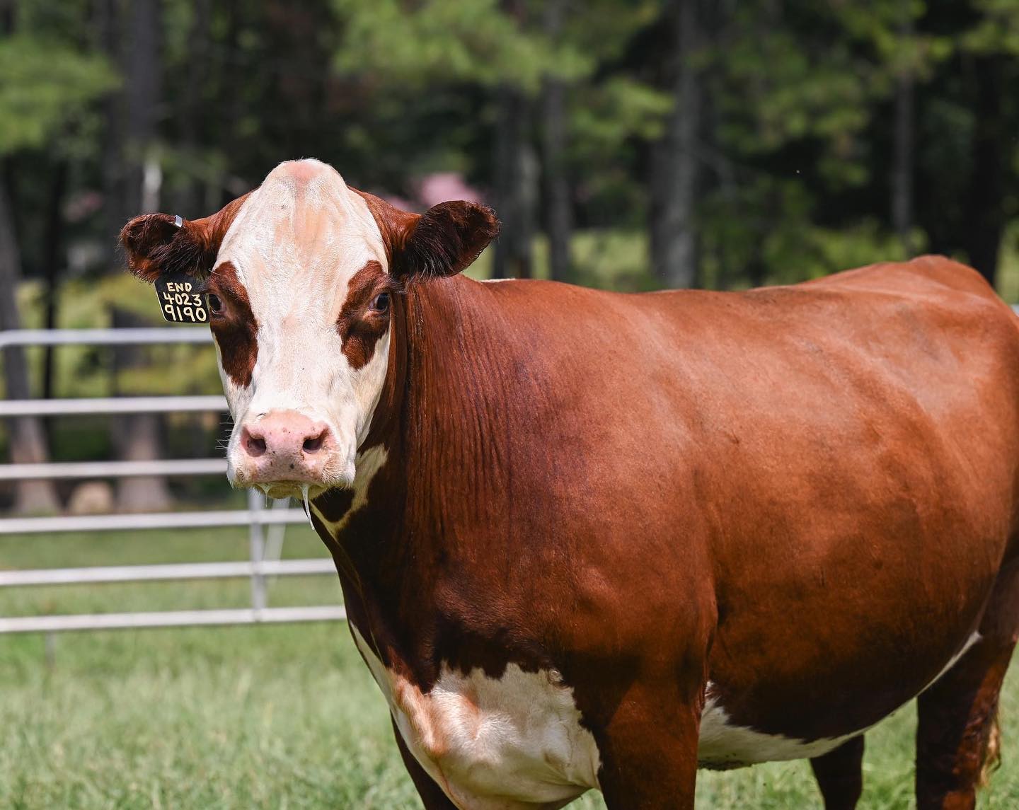 Cattle breeding program at Dry Creek Farms