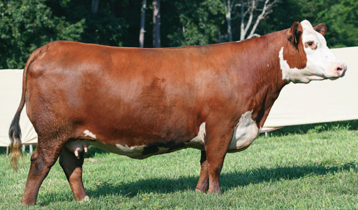 MCF 405D G16 GIDGET 107J ET