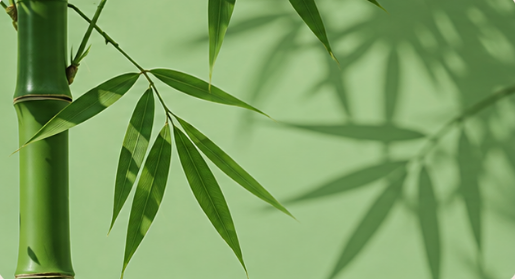 Fresh green bamboo leaves and stalk against a soft sage green wall