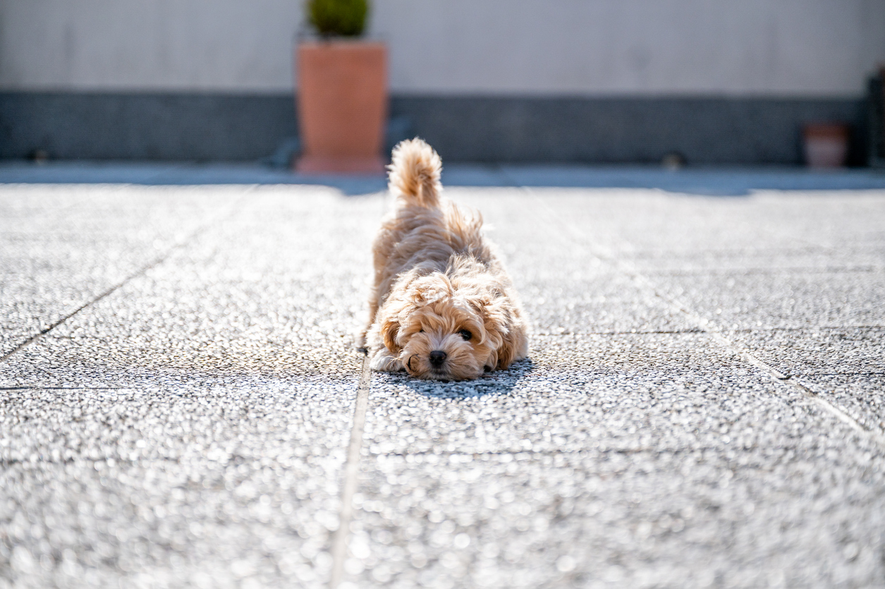 Luxury concrete pool deck installation Charleston featuring decorative stamped concrete with elegant finish and professional craftsmanship