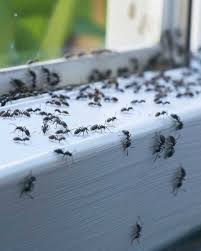 Pest Control Service