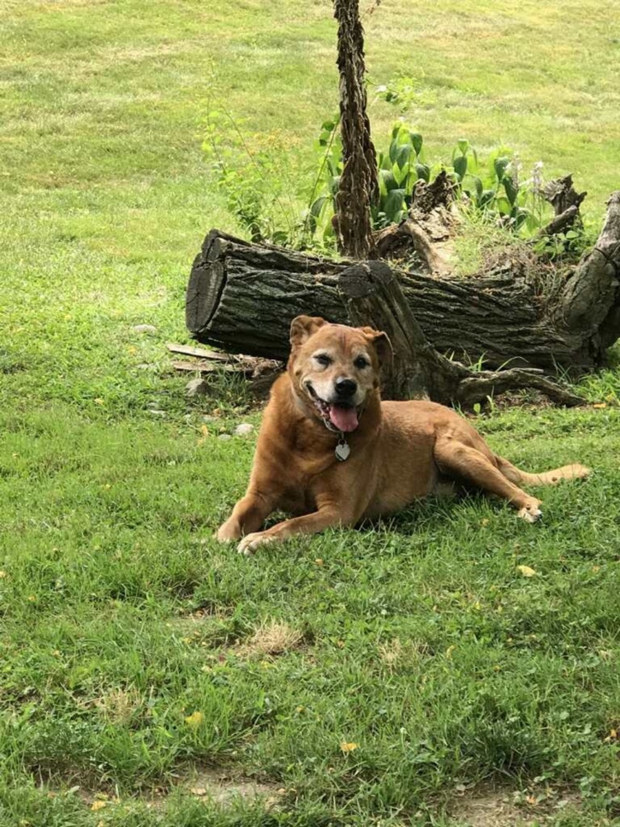 Happy dog enjoying outdoor walk in Vero Beach