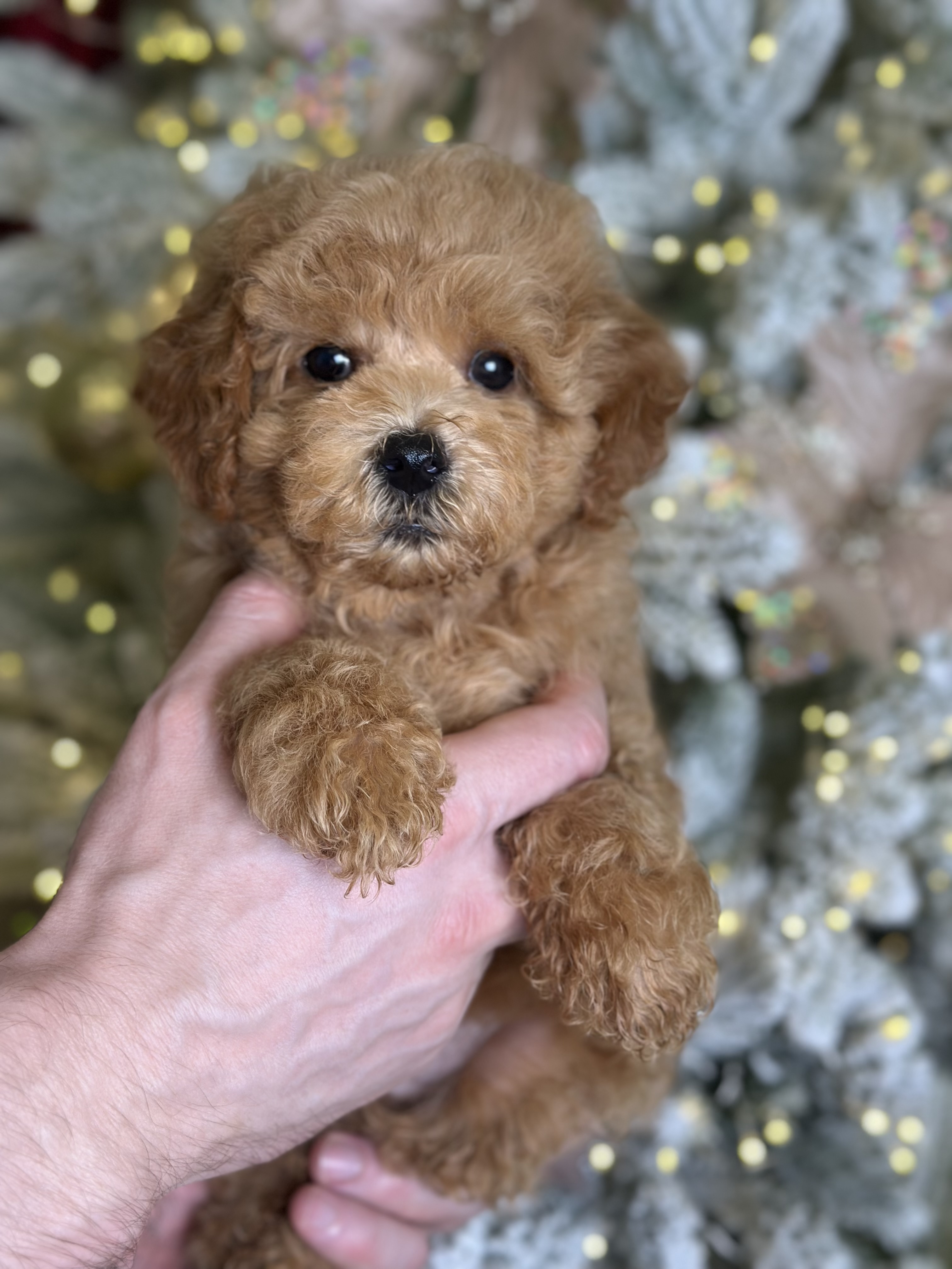 Luna - Toy Poodle