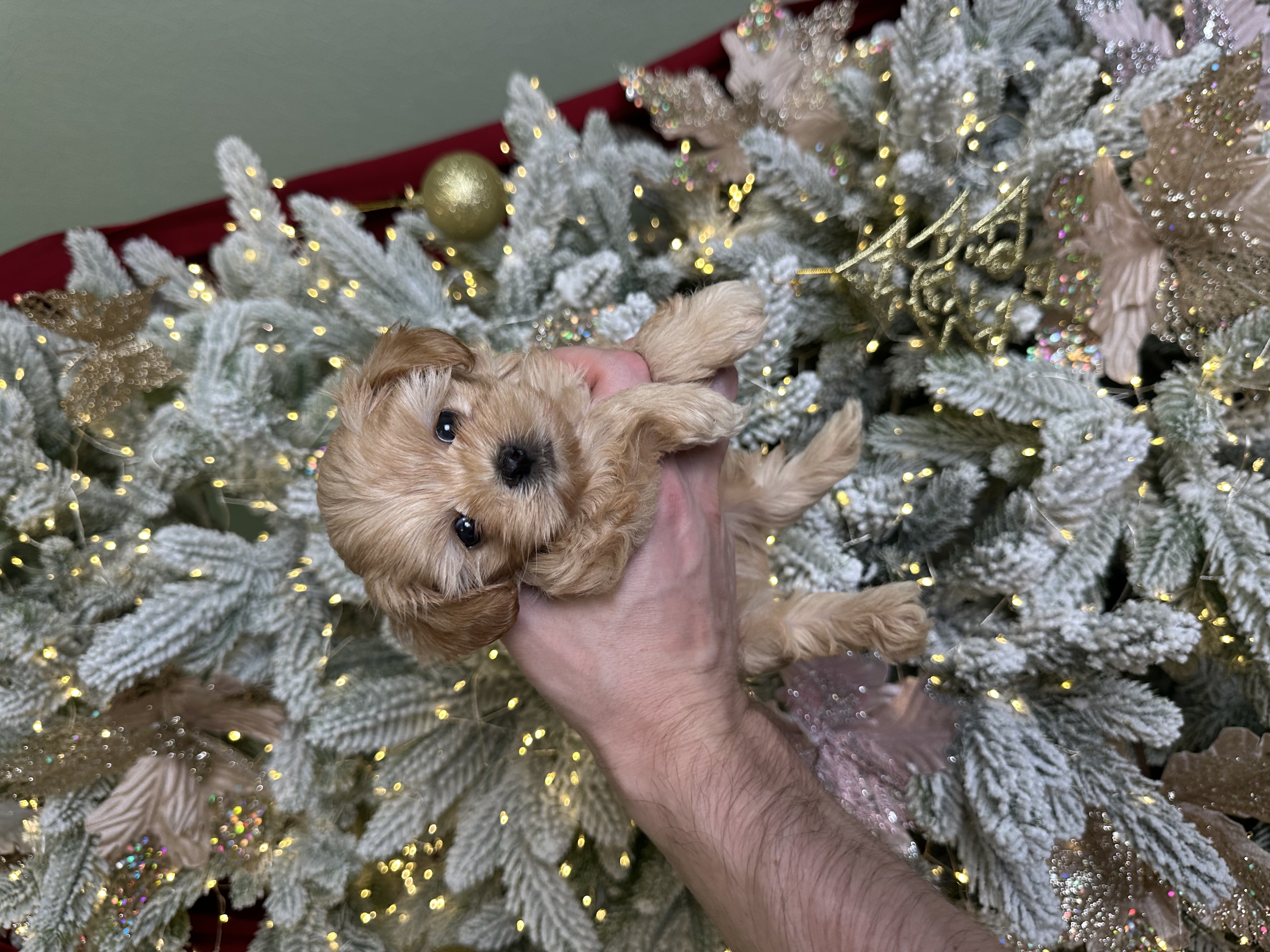 Сеня - Мальтипу