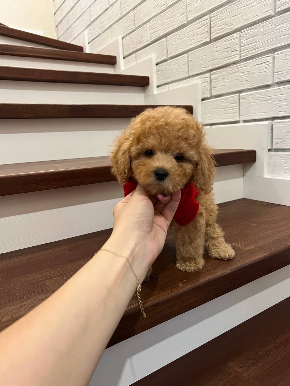 Пончик - Maltipoo