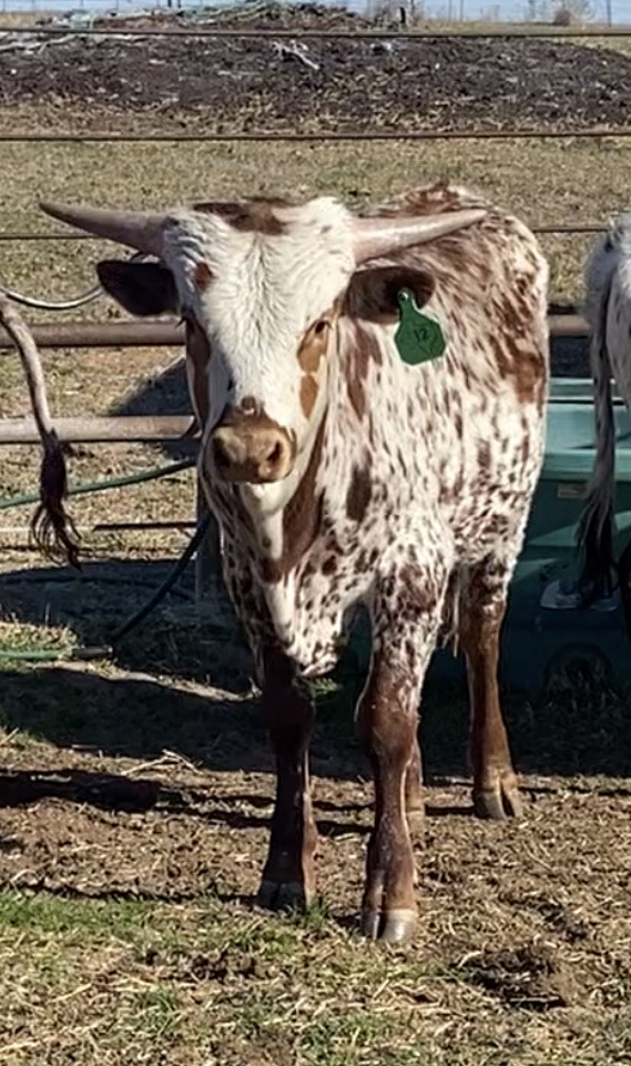 Texas 12 Longhorn Bull #12