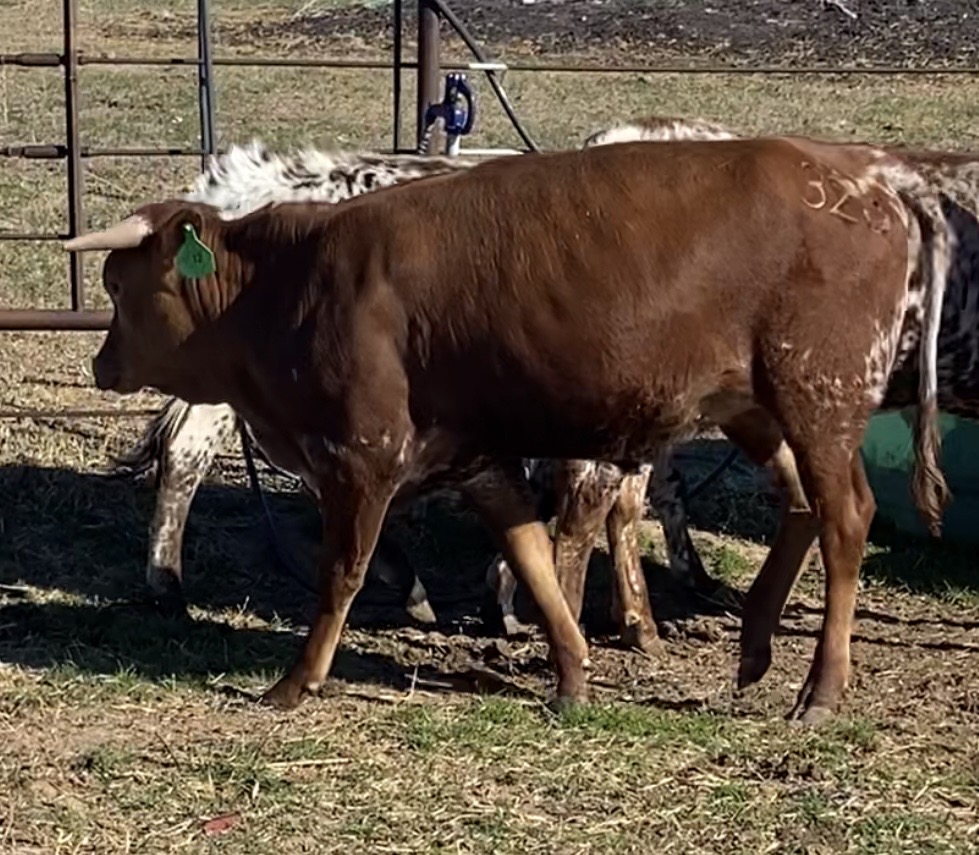 Texas 12 Heifer For Sale