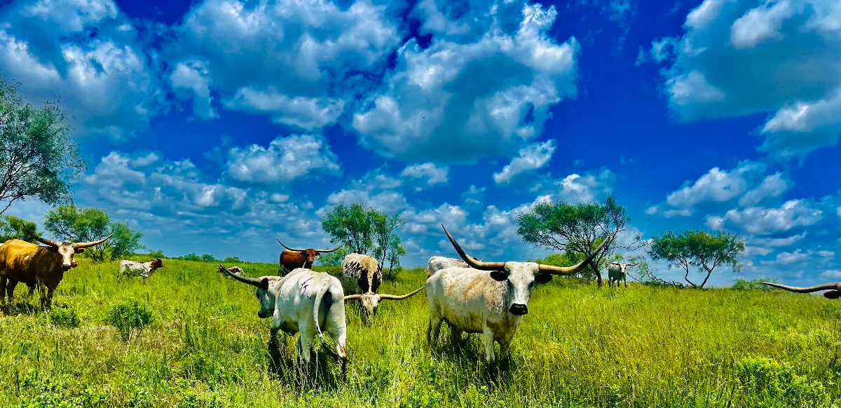 Texas 12 Premium Longhorn Cattle