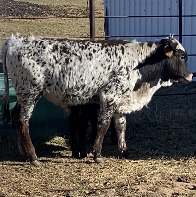 Texas 12 Longhorn Bull #13