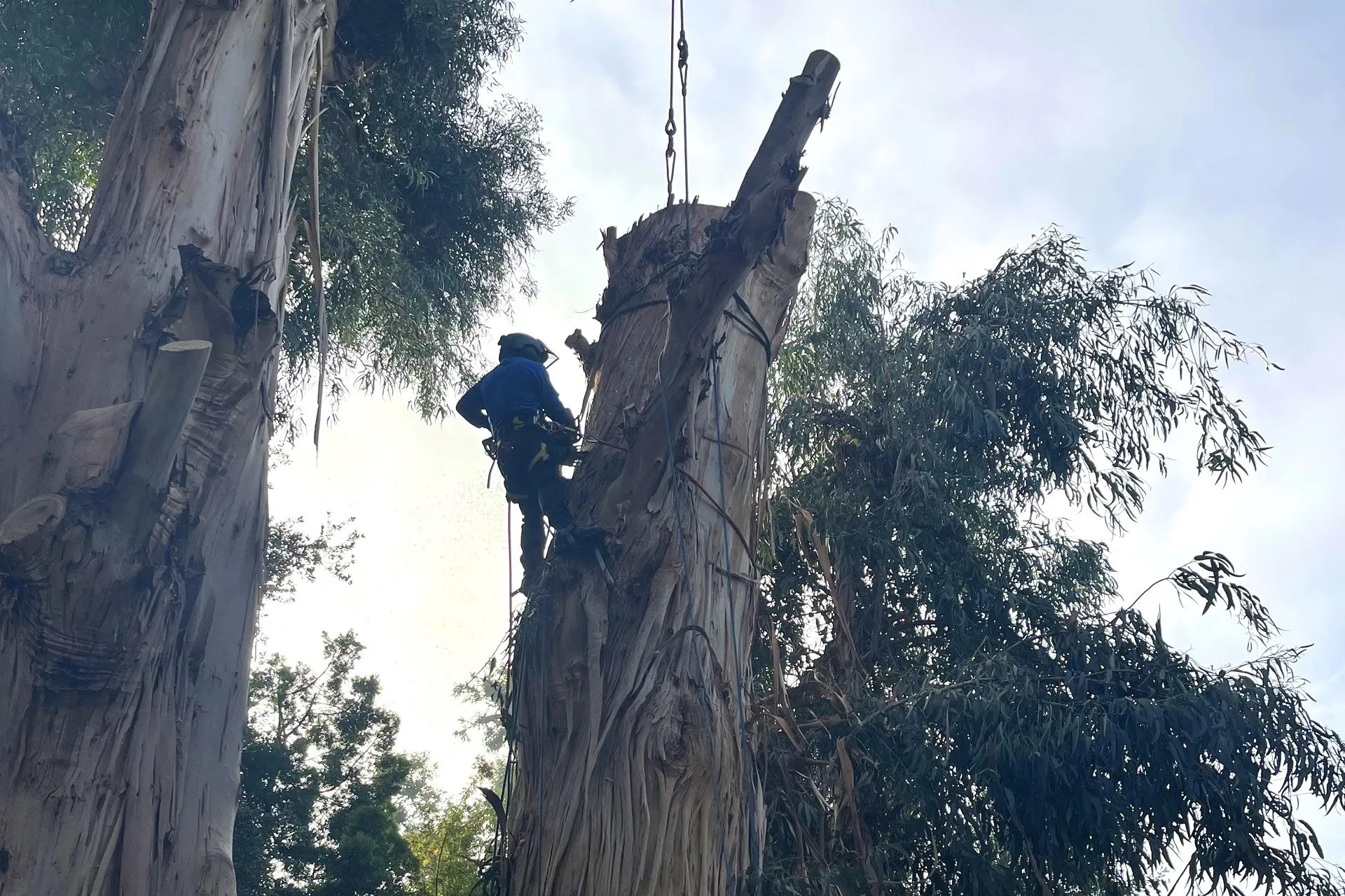Tree Removal