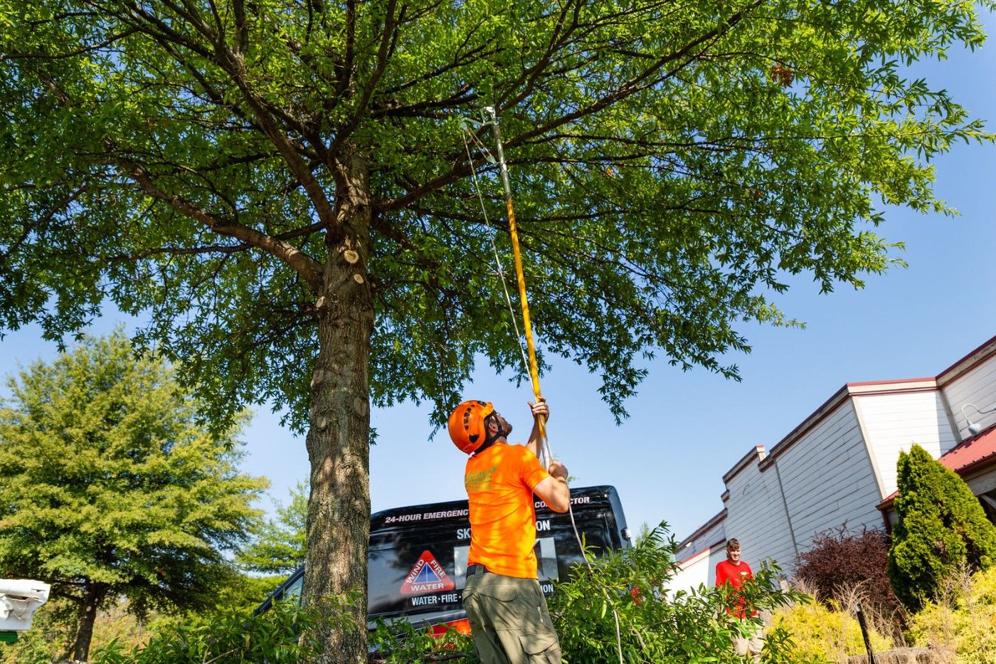 Tree Trimming and Pruning