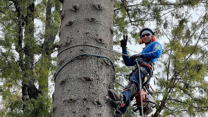 Tree Services in Encino